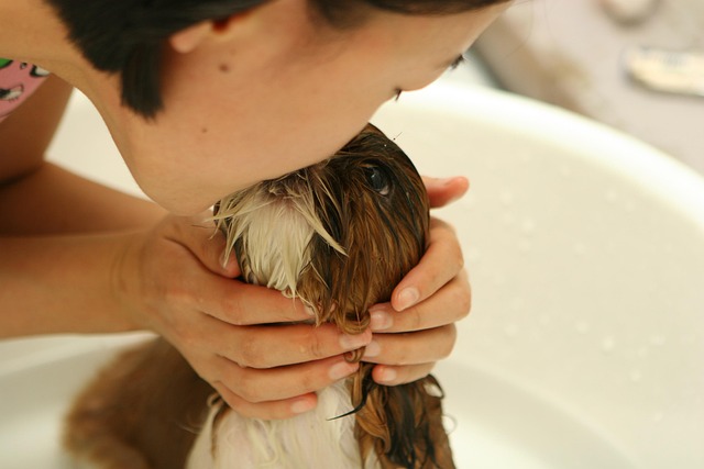 Customer review image for calm dog grooming service