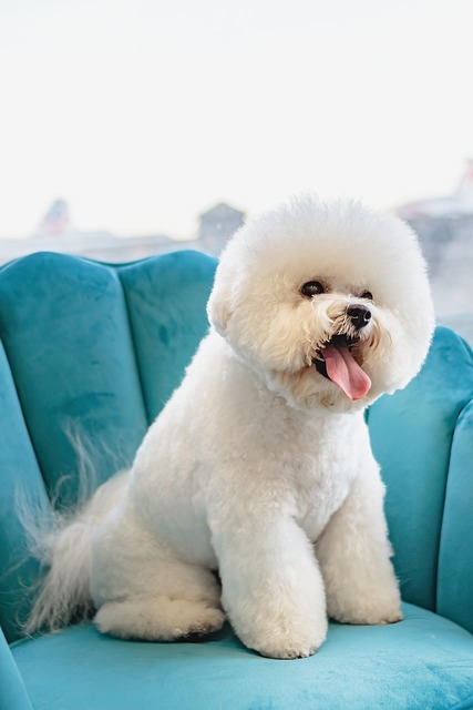 Pet spa specialist preparing gentle coat care