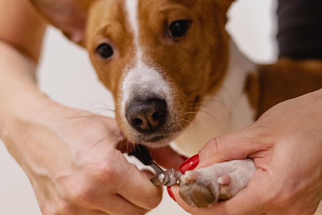 Nail trimming specialist helping a calm dog