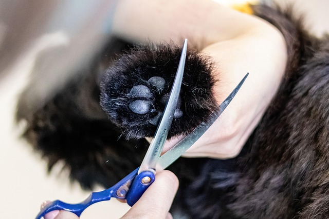 Lightbox gallery image of balanced dog grooming face trim