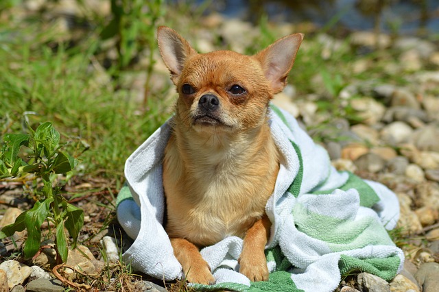 Soft towel drying after dog grooming and pet spa care