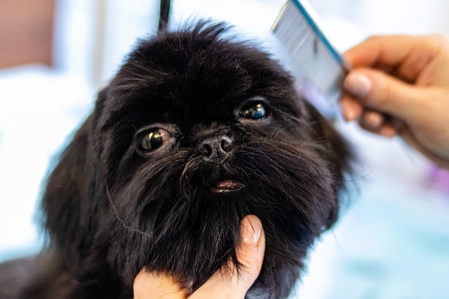 Small dog after fluffy dog grooming with rounded face trim